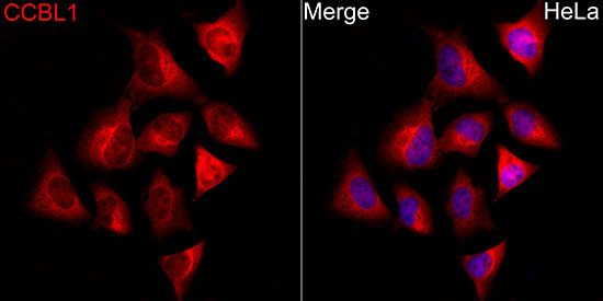 CCBL1 Rabbit Polyclonal Antibody