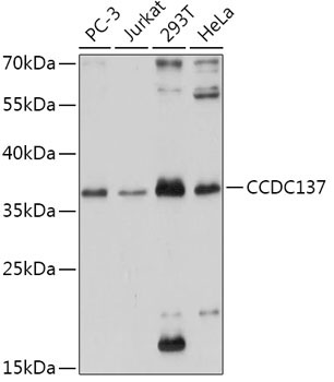 CCDC137 Rabbit Polyclonal Antibody