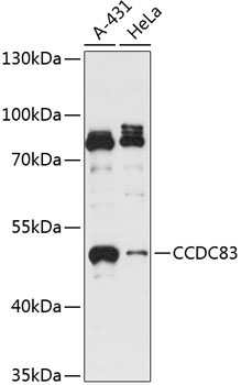 CCDC83 Rabbit Polyclonal Antibody