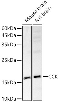 CCK Rabbit Polyclonal Antibody