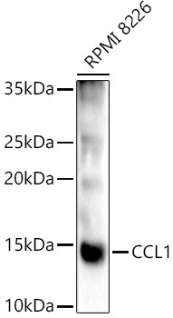 CCL1 Rabbit Polyclonal Antibody