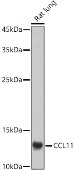 CCL11 Rabbit Polyclonal Antibody