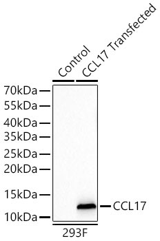 CCL17 Rabbit Monoclonal Antibody