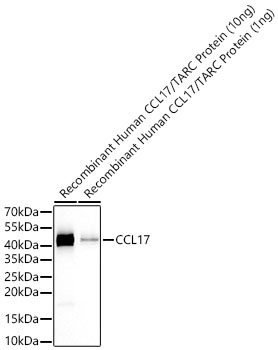 CCL17 Rabbit Monoclonal Antibody - Image 2