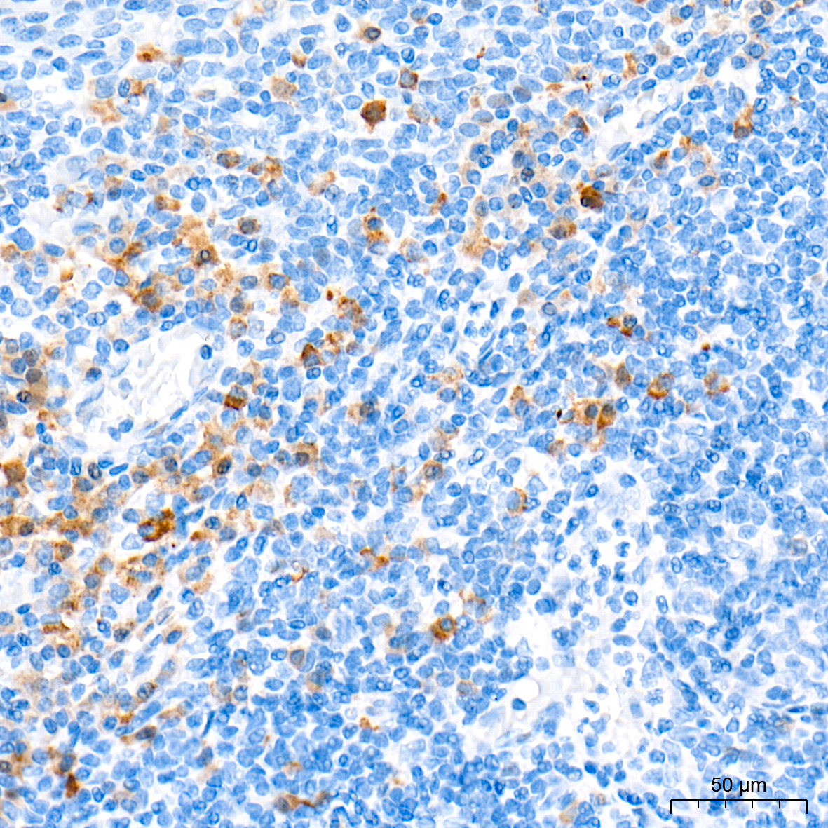 CCL17 Rabbit Monoclonal Antibody - Image 4