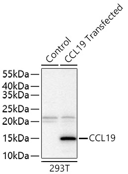 CCL19 Rabbit Polyclonal Antibody