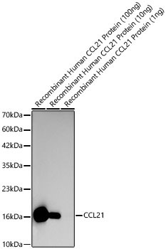 CCL21 Rabbit Polyclonal Antibody