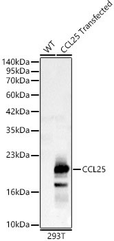 CCL25 Rabbit Polyclonal Antibody