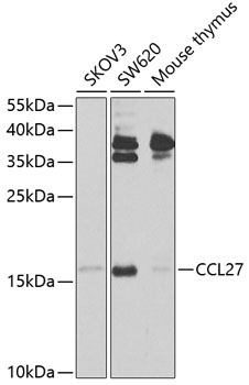 CCL27 Rabbit Polyclonal Antibody