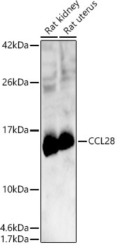 CCL28 Rabbit Polyclonal Antibody