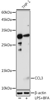 CCL3 Rabbit Polyclonal Antibody