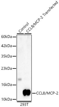 CCL8/MCP-2 Rabbit Polyclonal Antibody
