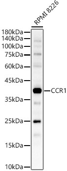 CCR1 Rabbit Polyclonal Antibody