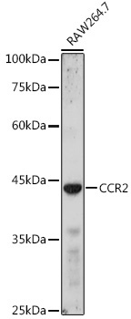 CCR2 Rabbit Polyclonal Antibody