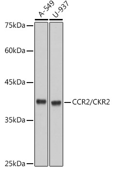 CCR2/CKR2 Rabbit Monoclonal Antibody
