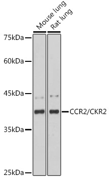 CCR2/CKR2 Rabbit Monoclonal Antibody - Image 2