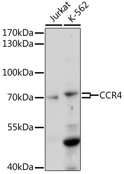 CCR4 Rabbit Polyclonal Antibody