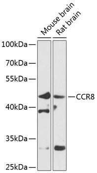 CCR8 Rabbit Polyclonal Antibody