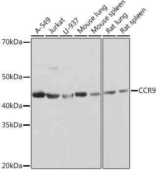 CCR9 Rabbit Monoclonal Antibody