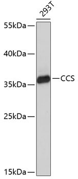 CCS Rabbit Polyclonal Antibody