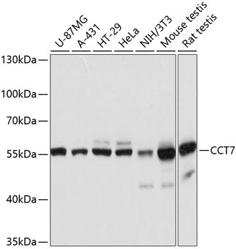 CCT7 Rabbit Polyclonal Antibody