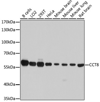 CCT8 Rabbit Polyclonal Antibody