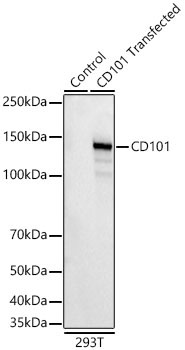 CD101 Rabbit Monoclonal Antibody