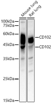 CD102 Rabbit Polyclonal Antibody
