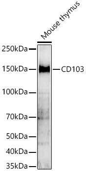 CD103 Rabbit Polyclonal Antibody