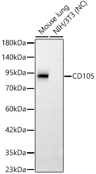 CD105 Rabbit Polyclonal Antibody