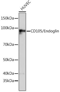 CD105/Endoglin Rabbit Monoclonal Antibody