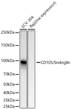 CD105/Endoglin Rabbit Monoclonal Antibody - Image 2