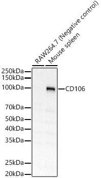 CD106 Rabbit Polyclonal Antibody