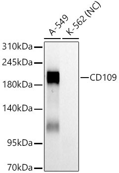 CD109 Rabbit Monoclonal Antibody