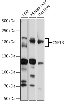 CD115/CSF-1R Rabbit Polyclonal Antibody