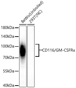 CD116/GM-CSFRAlpha Rabbit Monoclonal Antibody