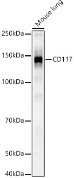 CD117 Rabbit Polyclonal Antibody