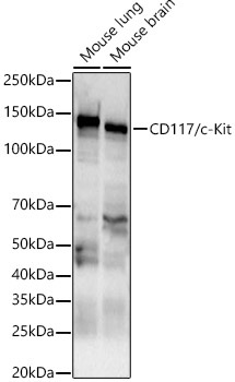 CD117/c-Kit Rabbit Polyclonal Antibody