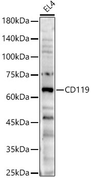 CD119 Rabbit Polyclonal Antibody
