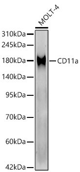 CD11a Rabbit Monoclonal Antibody