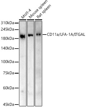 CD11a/LFA-1A/ITGAL Rabbit Polyclonal Antibody