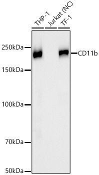 CD11b Rabbit Monoclonal Antibody