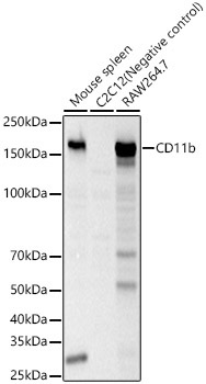 CD11b Rabbit Polyclonal Antibody