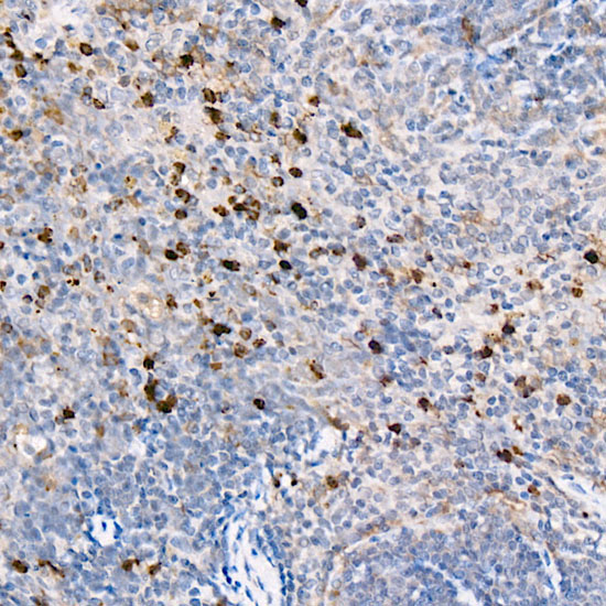 CD11b Rabbit Polyclonal Antibody - Image 2