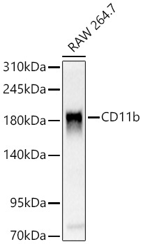 CD11b Rabbit Polyclonal Antibody