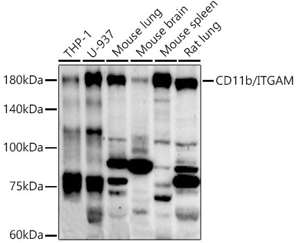 CD11b/ITGAM Rabbit Polyclonal Antibody