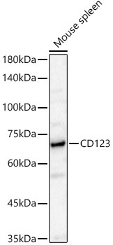CD123 Rabbit Polyclonal Antibody