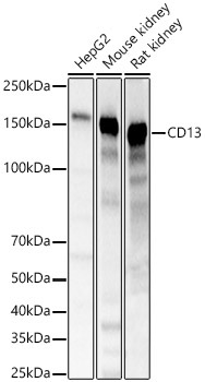 CD13 Rabbit Polyclonal Antibody