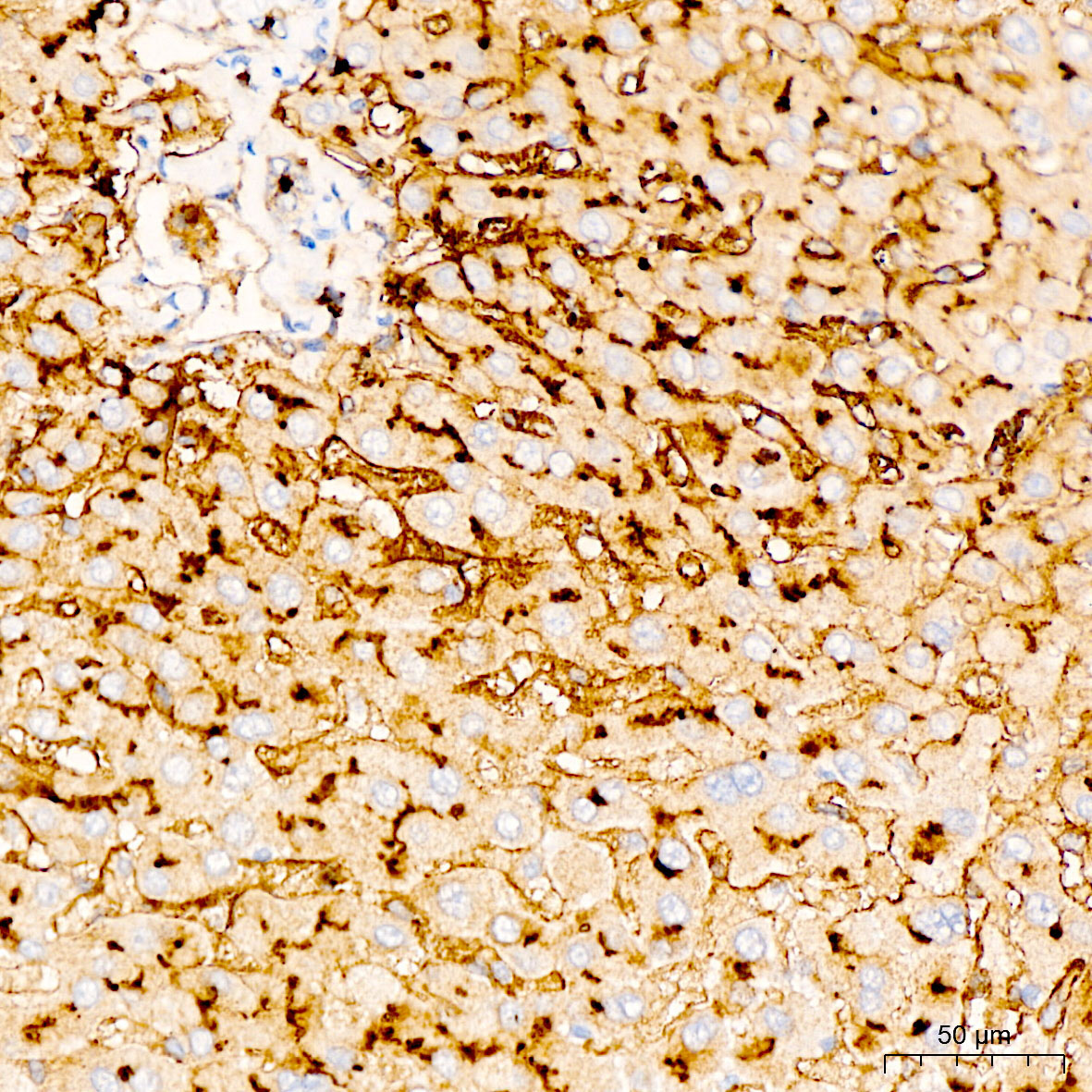 CD13 Rabbit Polyclonal Antibody - Image 2