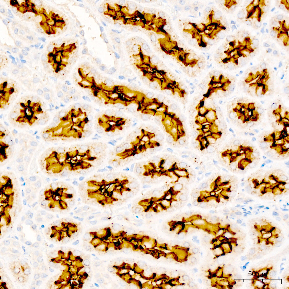 CD13 Rabbit Polyclonal Antibody - Image 4